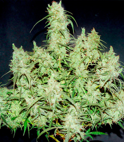 Семена сорта CBD Green Crack Auto fem (Семяныч)