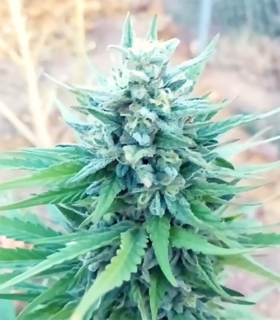 Сорт каннабиса Marmalate Early Version