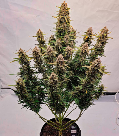 Семена сорта Papaya Cookies Auto fem (FastBuds)