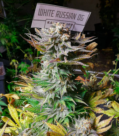 Семена сорта White Russian OG fem (Kalashnikov Seeds)
