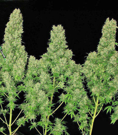 Семена сорта White Russian fem (Семяныч)