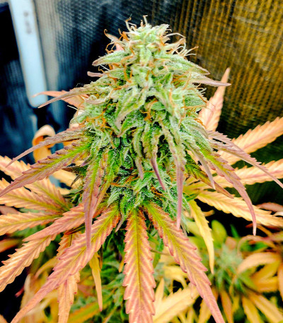 Семена сорта Medusa F1 Auto fem (RQS)