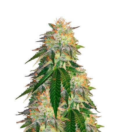 Семена сорта Runtz Punch fem (Herbies Seeds)