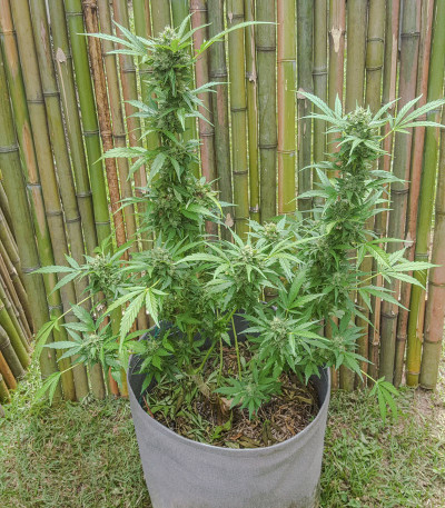 Семена сорта Auto Daiquiri Lime fem (Dutch Passion)