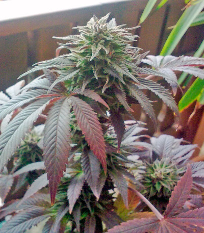 Семена сорта Durga Mata fem (Paradise Seeds)