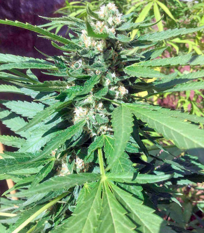 Семена сорта Green Crack fem (Humboldt Seed Organization)