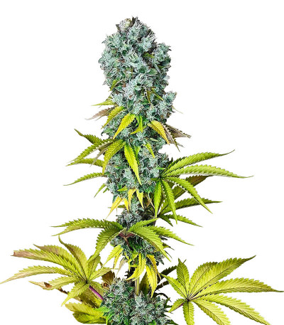 Семена сорта Pink Rozay fem (Original Sensible Seeds)