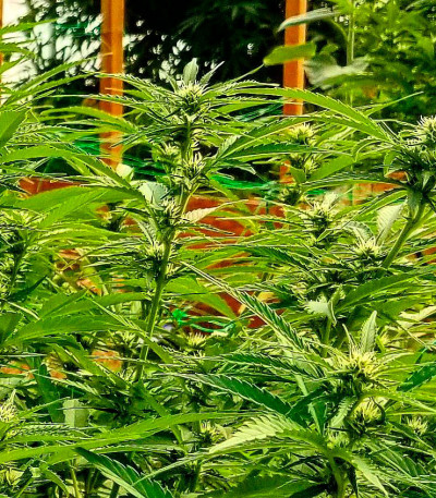 Семена сорта Russian Snow fem (Vision Seeds)