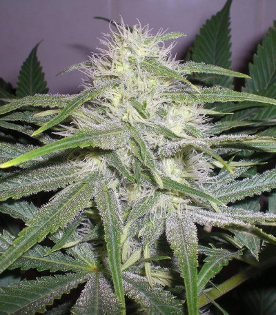 Семена сорта The Church fem