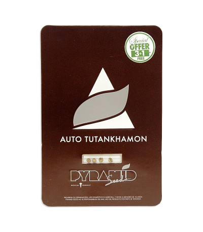 Семена сорта Auto Tutankhamon fem (Pyramid Seeds)