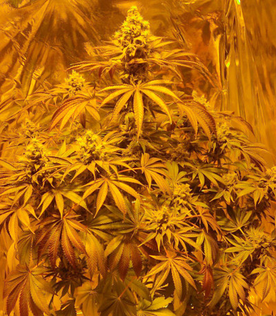 Семена сорта Golosa fem (Delicious Seeds)