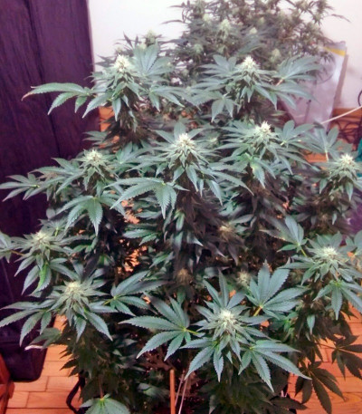 Семена сорта Kaia Kush fem (Green House Seed)