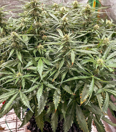 Семена сорта Auto Original Limonade Skunk fem (Victory Seeds)