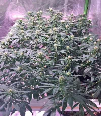Семена сорта Blackberry fem (Nirvana Seeds)