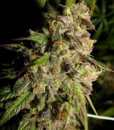 Семена сорта Cannatonic reg (Resin Seeds)
