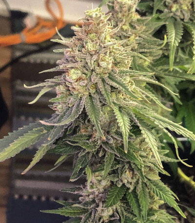 Семена сорта Northern Lights fem (Pyramid Seeds)