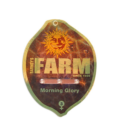 Семена марихуаны Morning Glory в оригинальной упаковке