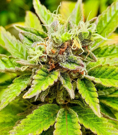 Семена конопли сорта Permanent Marker fem (7CH American)