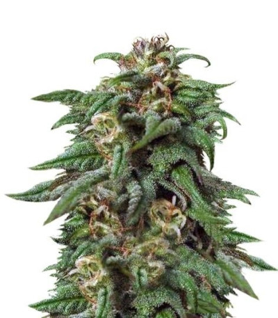 Семена сорта Biddy Early fem (Serious Seeds)