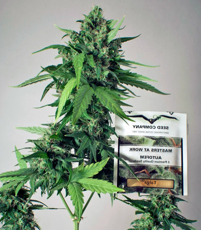 Семена сорта Taiga fem