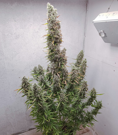 Семена сорта Auto Ultimate fem (Dutch Passion)