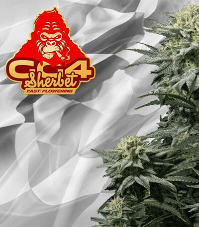 Семена сорта GG4 Sherbet FF fem (FastBuds)
