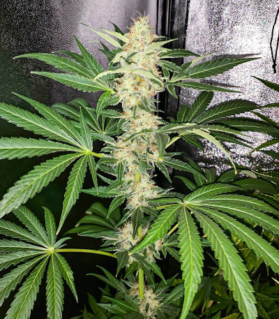 Семена сорта Monster Pebbles (Monster Genetics)