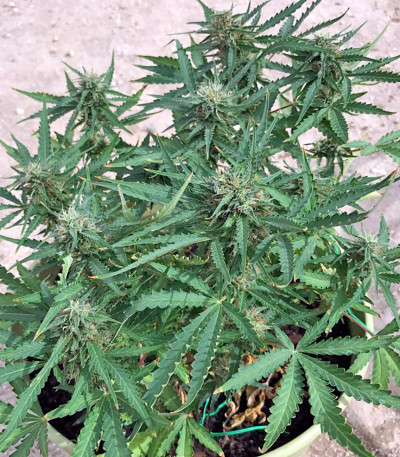 Сорт конопли Blue Critical Autoflowering