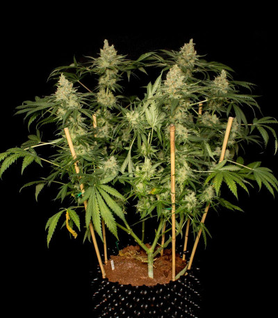 Семена сорта Sweet Black Angel fem (Samsara Seeds)