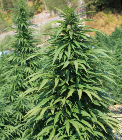 Семена сорта Super Skunk fem (Vision Seeds)