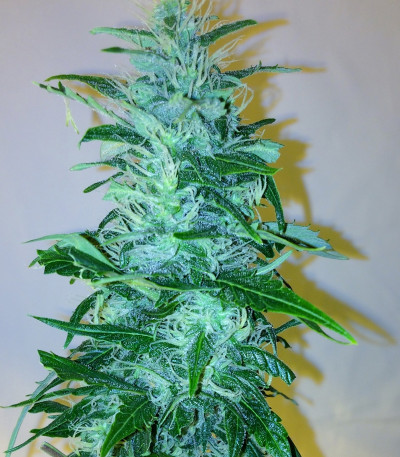 Семена сорта Wipeout Express Auto fem (Heavyweight Seeds)