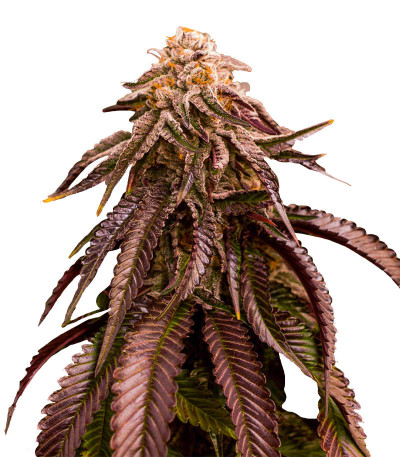Семена сорта Dozywelly OG fem (AlphaFem Seeds)