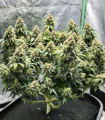 Семена сорта Blueberry OG fem (AlphaFem Seeds)