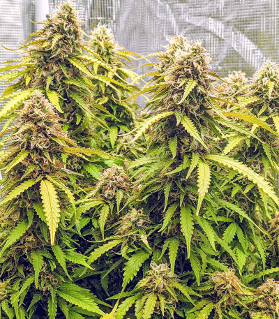 Семена сорта Gorilla Glue Auto fem