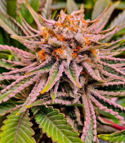 Семена сорта Jealousy Kush fem (Seedkeepers)