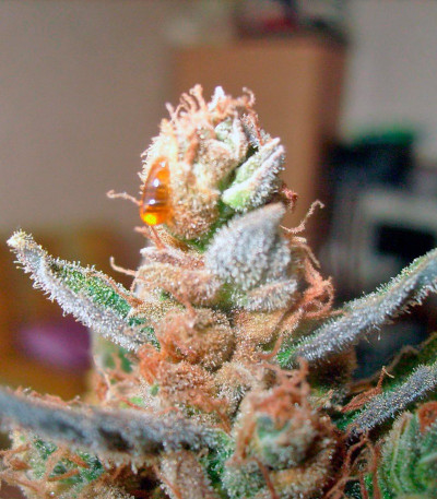 Семена сорта Green-O-Matic auto fem