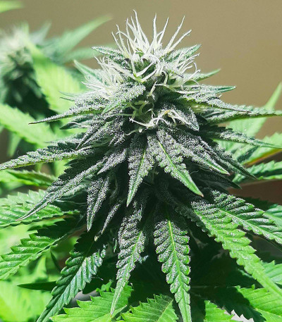 Семена сорта Ice Cream Cake Fast Flowering fem (Humboldt Seed Organization)