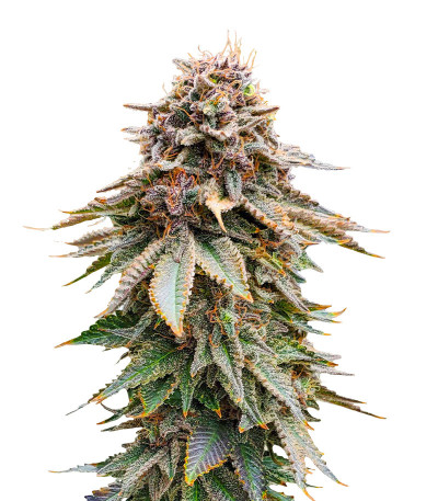 Семена сорта Blackberry Moonrocks fem (AlphaFem Seeds)