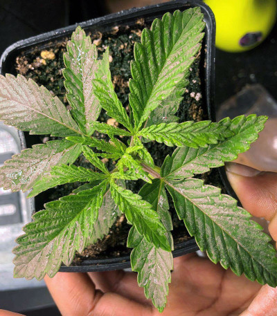 Семена сорта Tropicanna Banana fem (Barney's Farm)