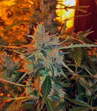 Семена сорта Auto American Pie fem (Pyramid Seeds)