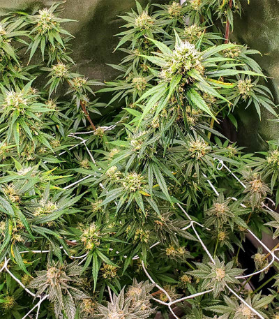 Семена сорта Blow Dream fem (Victory Seeds)