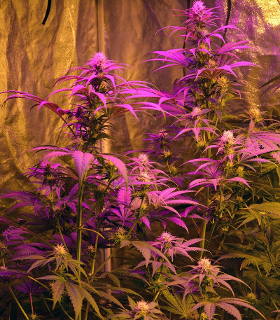 Семена сорта Ganj-nam Style fem (Dr. Krippling Seeds)