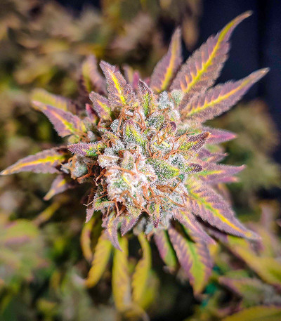 Семена сорта Grandaddy Banner fem (AlphaFem Seeds)