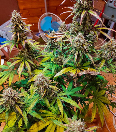 Семена сорта Grape Kong Auto fem от Семяныча