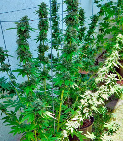 Семена сорта Lost Coast OG fem (Humboldt Seeds)