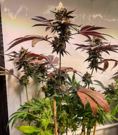 Семена сорта Luxar-Dos fem (Compound Genetics)