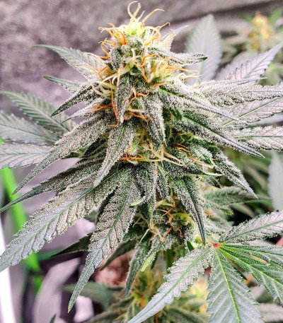 Семена сорта Monster Pebbles (Monster Genetics)