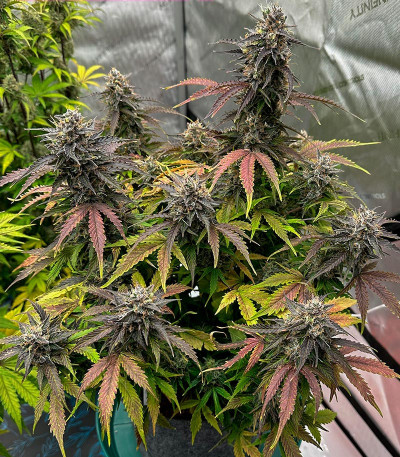 Семена сорта Moonshine Cookies fem (7CH American)