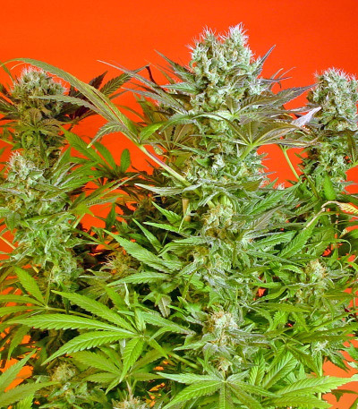 Семена сорта Motavation fem (Serious Seeds)