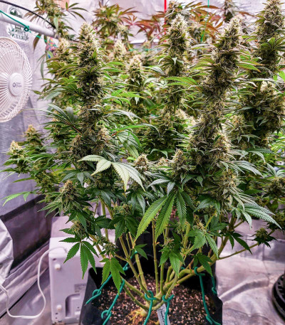 Семена сорта White Widow fem (Dutch Passion)